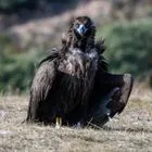 Σουφλί: Ενδείξεις δηλητηρίασης σε δύο μαυρόγυπες και έναν λύκο στο Εθνικό Πάρκο Δαδιάς