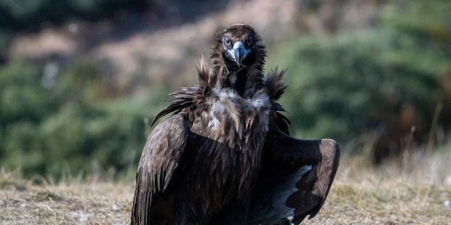 Σουφλί: Ενδείξεις δηλητηρίασης σε δύο μαυρόγυπες και έναν λύκο στο Εθνικό Πάρκο Δαδιάς