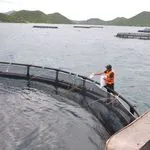 Τι τρώνε τα ψάρια ιχθυοτροφείου;