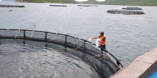 Τι τρώνε τα ψάρια ιχθυοτροφείου;