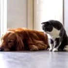 Τι ισχύει με τον αριθμό κατοικιδίων σε διαμέρισμα