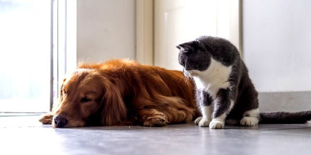 Τι ισχύει με τον αριθμό κατοικιδίων σε διαμέρισμα