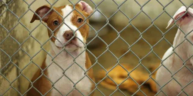 “Θες να επαναπατριστείς ή όχι;” – H επιλογή όσων αρνούνται να εγκαταλείψουν τα ζώα τους στον πόλεμο