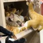 Ζωντανό πόσουμ “ξεφύτρωσε” σε ράφια με λούτρινα ζωάκια