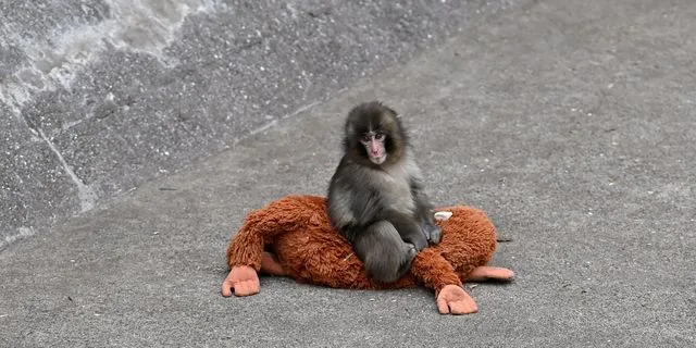 Για μία χρήση