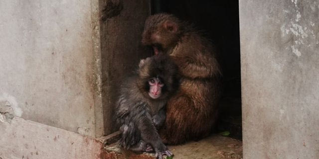 Ο Punch δεν είναι πια μόνος