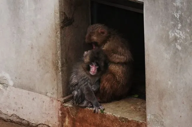 Ο Punch δεν είναι πια μόνος