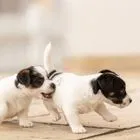 Θεσσαλονίκη: Βαρύ πρόστιμο σε 62χρονο που εγκατέλειψε δύο κουτάβια