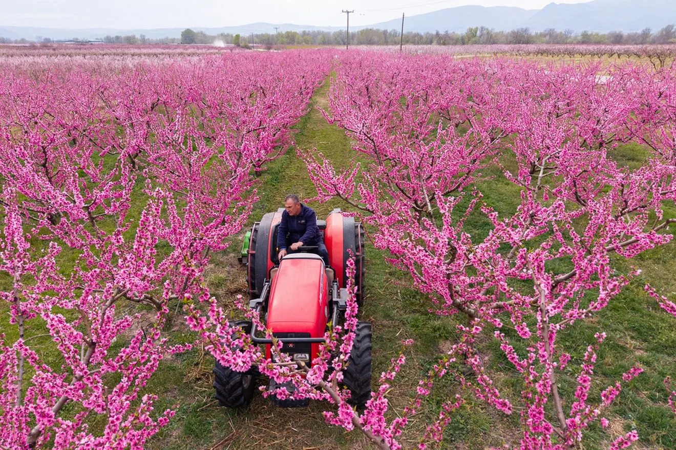 Βέροια: Το ροζ πέπλο των ανθισμένων ροδακινιών μαγεύει τους επισκέπτες