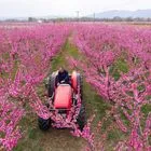 Βέροια: Το ροζ πέπλο των ανθισμένων ροδακινιών μαγεύει τους επισκέπτες