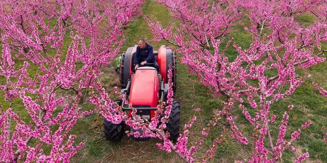 Βέροια: Το ροζ πέπλο των ανθισμένων ροδακινιών μαγεύει τους επισκέπτες