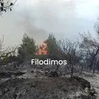 Αχαΐα: Μία σύλληψη για τη φωτιά στην Άμπελο – Σε εξέλιξη η επιχείρηση κατάσβεσης