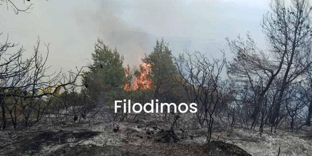 Αχαΐα: Μία σύλληψη για τη φωτιά στην Άμπελο – Σε εξέλιξη η επιχείρηση κατάσβεσης