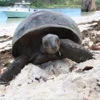 Η χελώνα των 194 ετών που “πέθανε” για να στηθεί απάτη με κρυπτονομίσματα