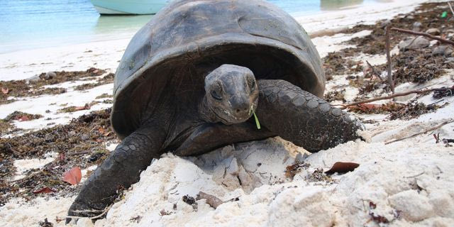 Η χελώνα των 194 ετών που “πέθανε” για να στηθεί απάτη με κρυπτονομίσματα