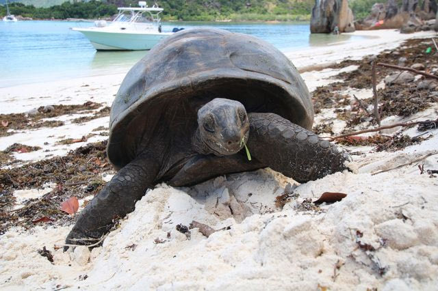 Η χελώνα των 194 ετών που “πέθανε” για να στηθεί απάτη με κρυπτονομίσματα