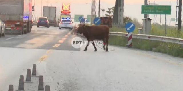 Σίνδος: Αναστάτωση από αγελάδα που έτρεχε στην Εθνική Οδό – Βίντεο