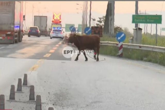Σίνδος: Αναστάτωση από αγελάδα που έτρεχε στην Εθνική Οδό – Βίντεο