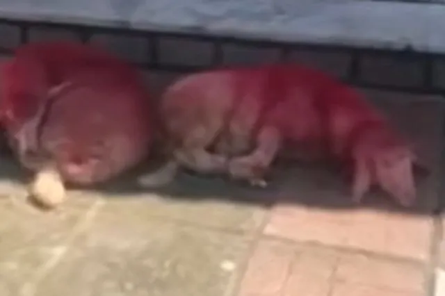 Κτηνωδία στη Θεσσαλονίκη: Έδεσαν αρνάκια και τα έβαψαν κόκκινα έξω από εκκλησία  – Βίντεο