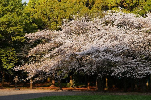 Οι 6 πιο διάσημες χώρες για τα… λουλούδια τους!