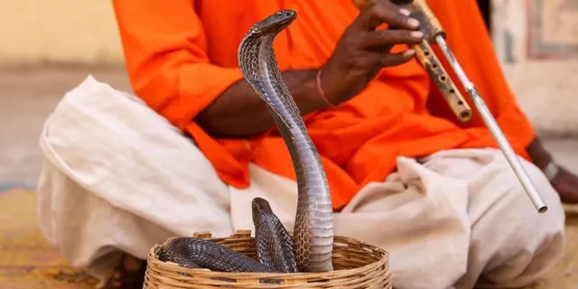 Νεκρός Γερμανός τουρίστας μετά από δάγκωμα κόμπρας σε σόου γητέματος στην Αίγυπτο