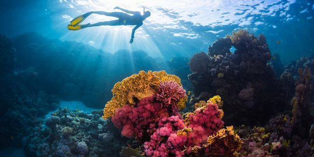 Με… “μουσική” βοηθούν τους ετοιμοθάνατους κοραλλιογενείς υφάλους οι δύτες