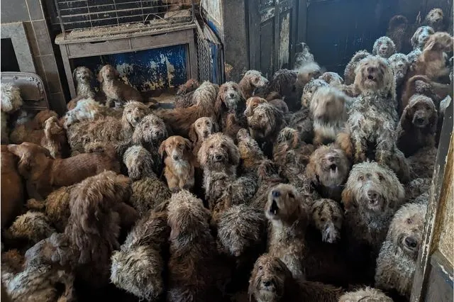 ”Δεν είναι AI”: 250 σκυλιά βρέθηκαν μέσα σε σπίτι στη Βρετανία