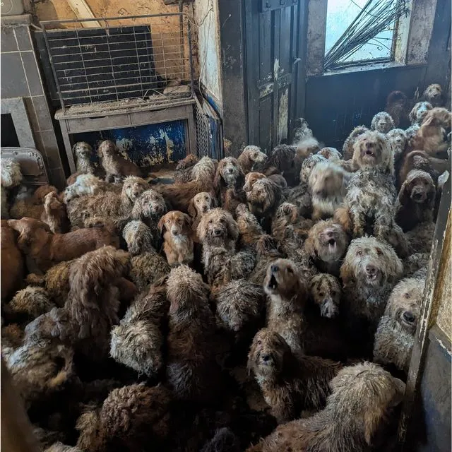 ”Δεν είναι AI”: 250 σκυλιά βρέθηκαν μέσα σε σπίτι στη Βρετανία