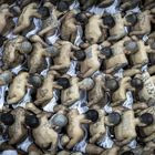 Κρατούμενοι οδηγούνται σε μαζική δίκη (Φωτογραφία Αρχείου)