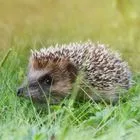 Γερμανία: Απαγορεύονται οι μηχανές γκαζόν τη νύχτα για να προστατευτούν οι σκαντζόχοιροι