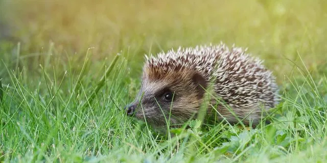 Γερμανία: Απαγορεύονται οι μηχανές γκαζόν τη νύχτα για να προστατευτούν οι σκαντζόχοιροι