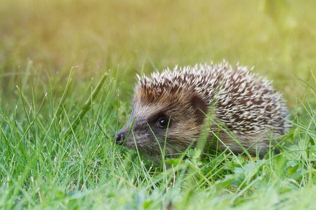 Γερμανία: Απαγορεύονται οι μηχανές γκαζόν τη νύχτα για να προστατευτούν οι σκαντζόχοιροι