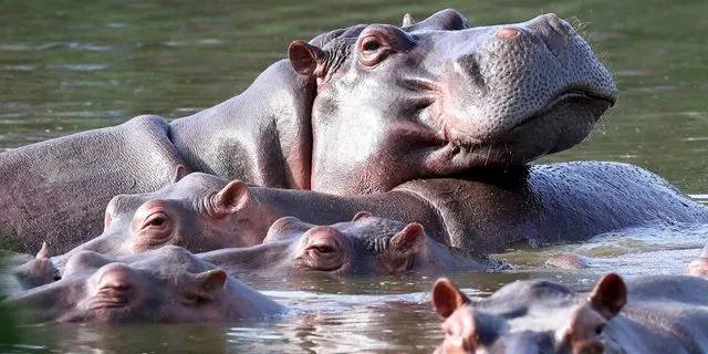 Ελπίδα για τους ιπποπόταμους του Εσκομπάρ – Ο μεγιστάνας που θέλει να τους σώσει