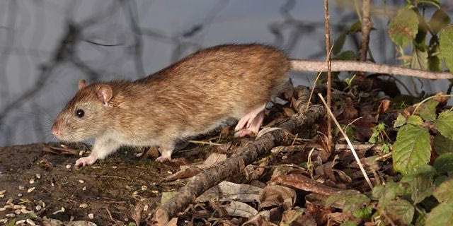 Η λεπτοσπείρωση μεταδίδεται κυρίως από ούρα μολυσμένων ποντικών και αρουραίων