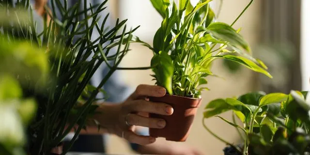 Γιατί πρέπει να αλλάξεις άμεσα τις πλαστικές γλάστρες στο μπαλκόνι σου