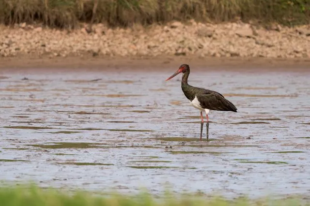 Σπάνιος μαυροπελαργός εμφανίστηκε στη λίμνη Κάρλα – Βίντεο και φωτογραφίες