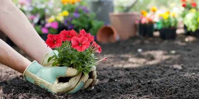 Λουλούδια στον κήπο