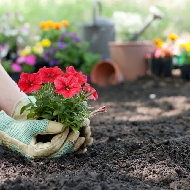 Λουλούδια στον κήπο
