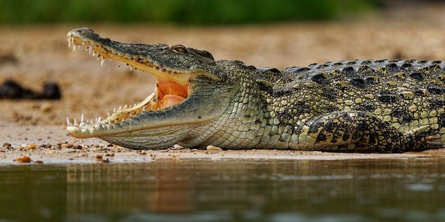 Κτηνωδία στη Γαλλία: Βρέθηκε νεκρός κροκόδειλος σε υπνόσακο δεμένος με αλυσίδες και βαρίδια