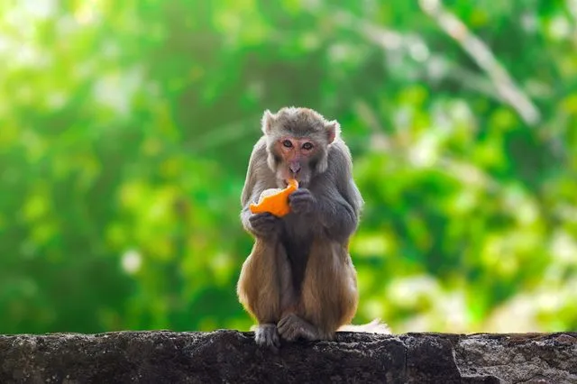Οι μακάκοι του Γιβραλτάρ τρώνε λάσπη για να σώσουν το στομάχι τους από το junk food των τουριστών