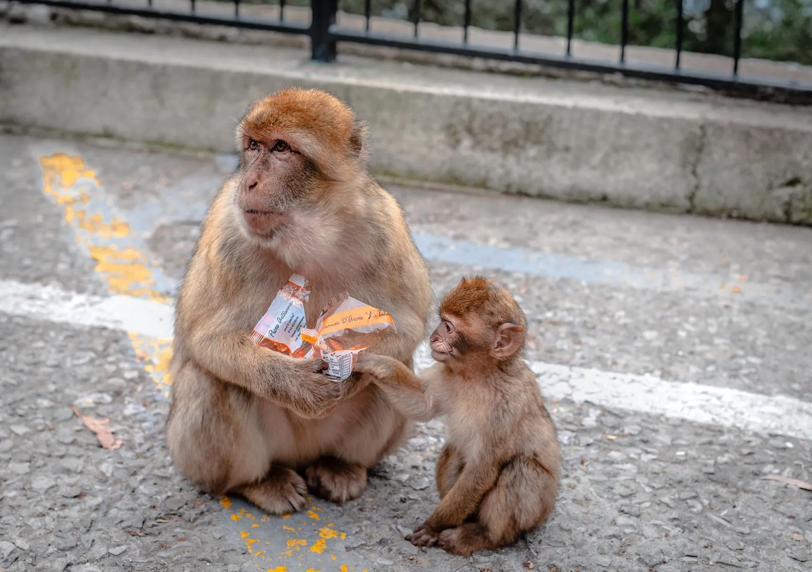 Μακάκοι στο Γιβραλτάρ τρώνε πρόχειρο φαγητό από τουρίστες