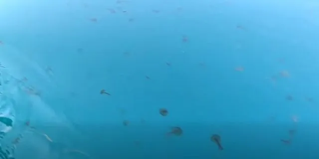 Βίντεο: “Πνίγηκε” ο Ευβοϊκός από καφέ και μωβ μέδουσες