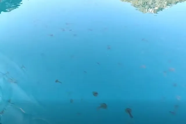 Βίντεο: “Πνίγηκε” ο Ευβοϊκός από καφέ και μωβ μέδουσες