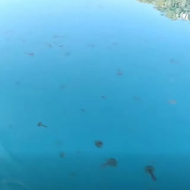 Βίντεο: “Πνίγηκε” ο Ευβοϊκός από καφέ και μωβ μέδουσες