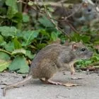 Στη Ζάκυνθο ο ΕΟΔΥ για τα κρούσματα λεπτοσπείρωσης