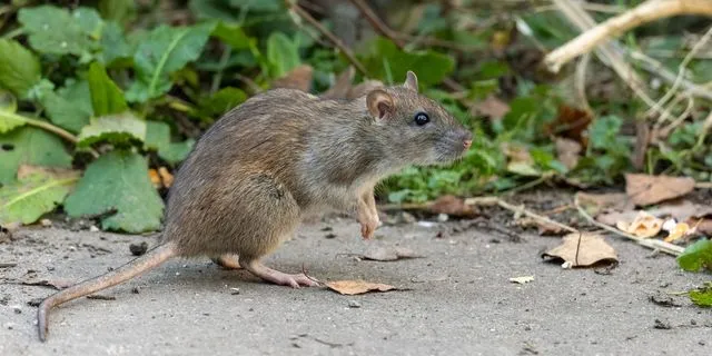 Στη Ζάκυνθο ο ΕΟΔΥ για τα κρούσματα λεπτοσπείρωσης