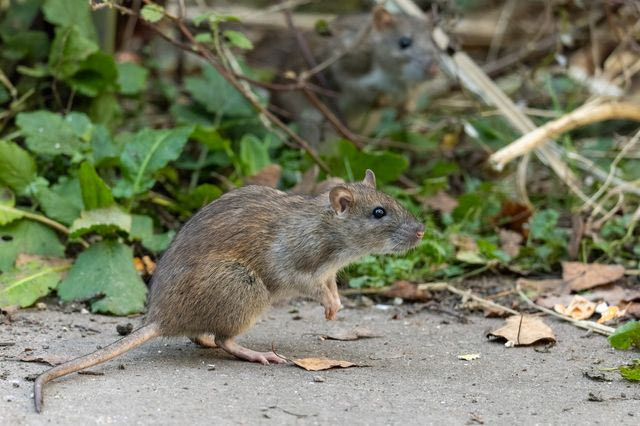 Στη Ζάκυνθο ο ΕΟΔΥ για τα κρούσματα λεπτοσπείρωσης