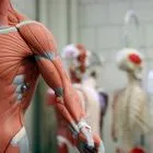 Πόσους μύες έχουμε και ποιοι είναι οι πιο σημαντικοί;