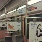 Παγκόσμια Ημέρα Αδέσποτων Ζώων: Καμπάνια ενημέρωσης για την υπεύθυνη υιοθεσία και κηδεμονία ζώων συντροφιάς