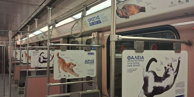 Παγκόσμια Ημέρα Αδέσποτων Ζώων: Καμπάνια ενημέρωσης για την υπεύθυνη υιοθεσία και κηδεμονία ζώων συντροφιάς